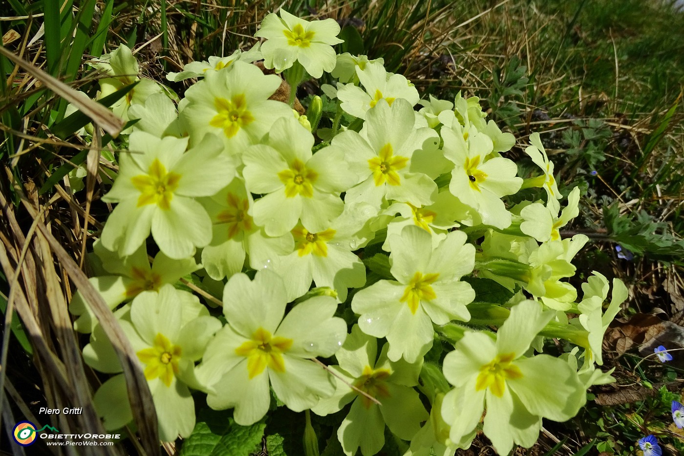 30 Primule gialle (Primula vulgaris).JPG -                                